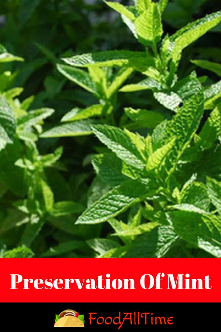 Preserving Mint Leaves: Storing, Drying &amp; Freezing Mint - FoodAllTime