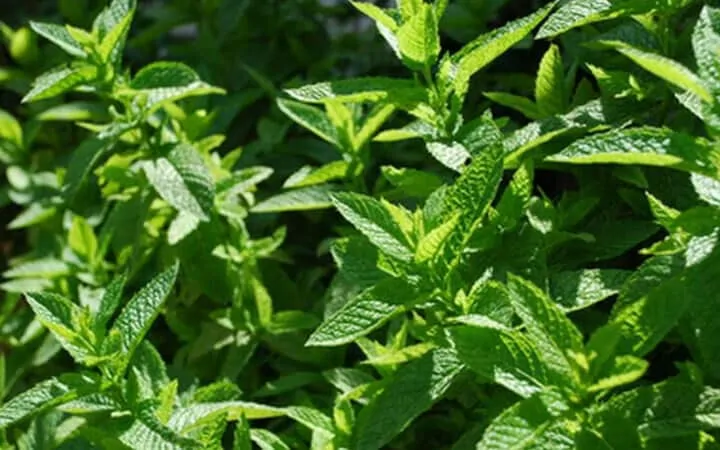 Preserving Mint Leaves: Storing, Drying & Freezing Mint