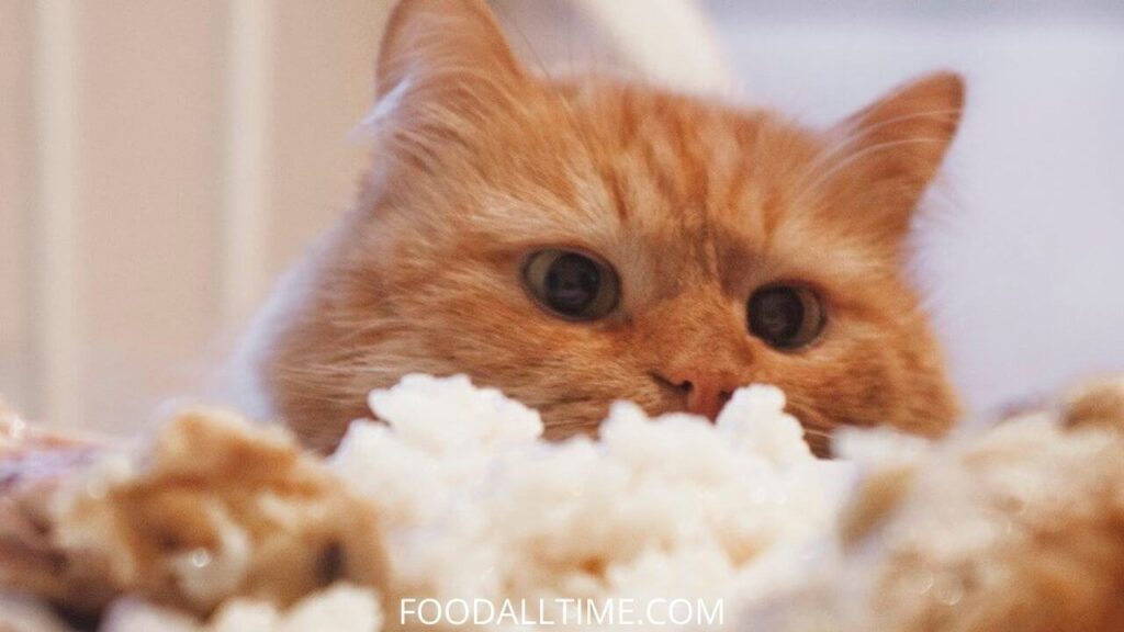 Home Cooked Chicken and Rice Diet For Your Cat
