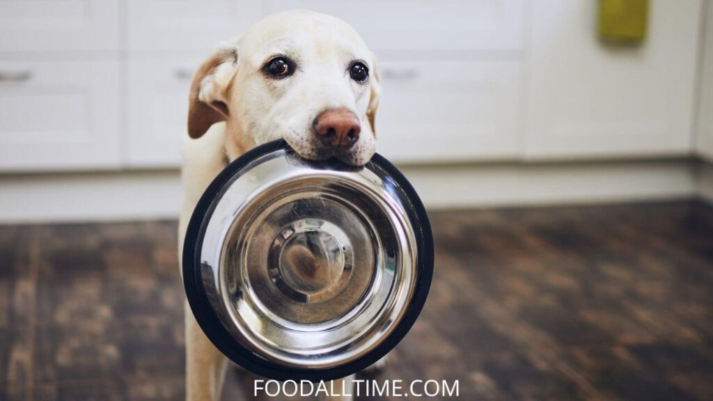 How To Prepare Homemade Dog Food | A Beginner’s Guide to Home Cooking for Dogs