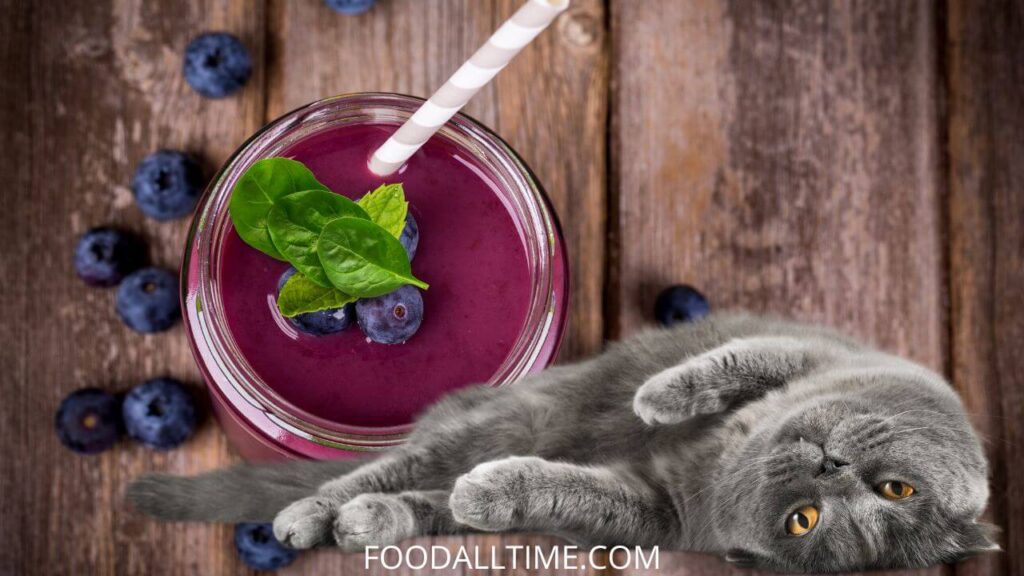 5 Pawsome Meowtastic Smoothie Recipes for Cats