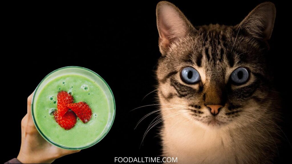 5 Pawsome Meowtastic Smoothie Recipes for Cats