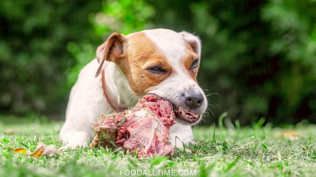 Puppies And Bones: Can Eating Bones Make Puppy Sick?