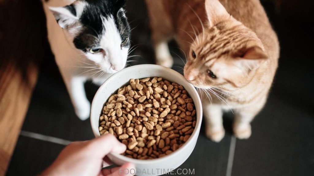 How Much and How Often to Feed Your Cat