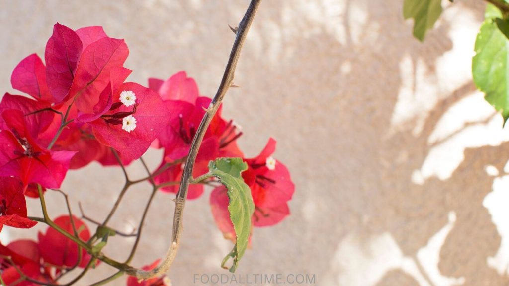 What Are The Dangers Of Bougainvillea To Dogs, Cats, And Other Animals?
