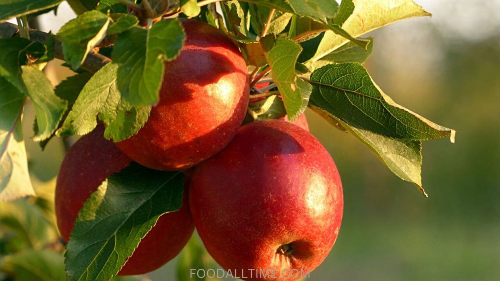 Apple Vs Custard Apple: Difference Between Apple And Custard Apple
