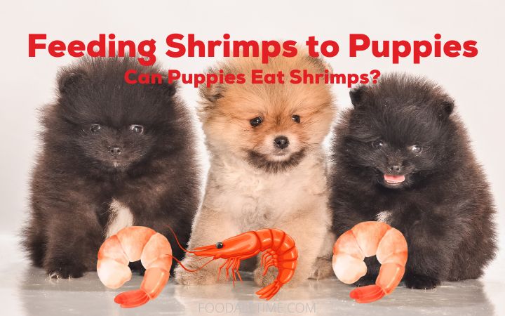 Can Puppies Eat Shrimp