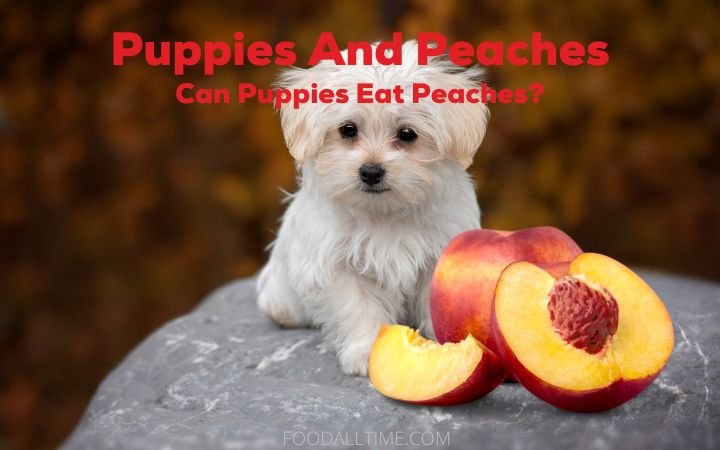 Puppies And Peaches: Can Puppies Eat Peaches? 